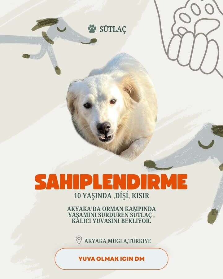 Akyaka’da 20 Köpek Yuva Bekliyor: Hayvanseverlerden Sahiplenme Çağrısı 5